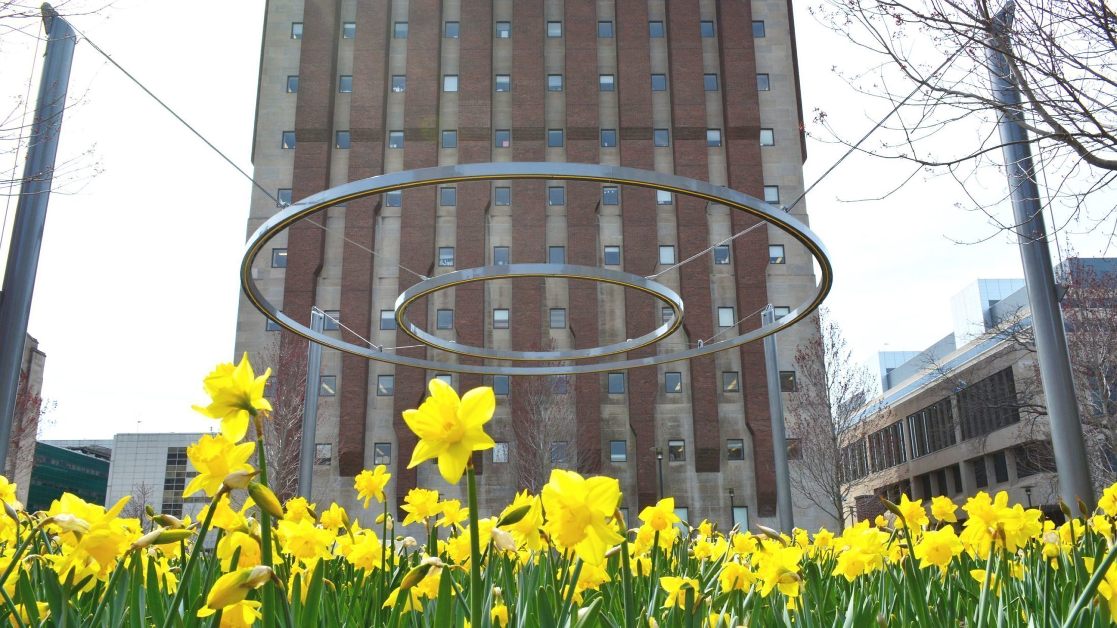 Two circles suspended in the air with daffodils in the foreground