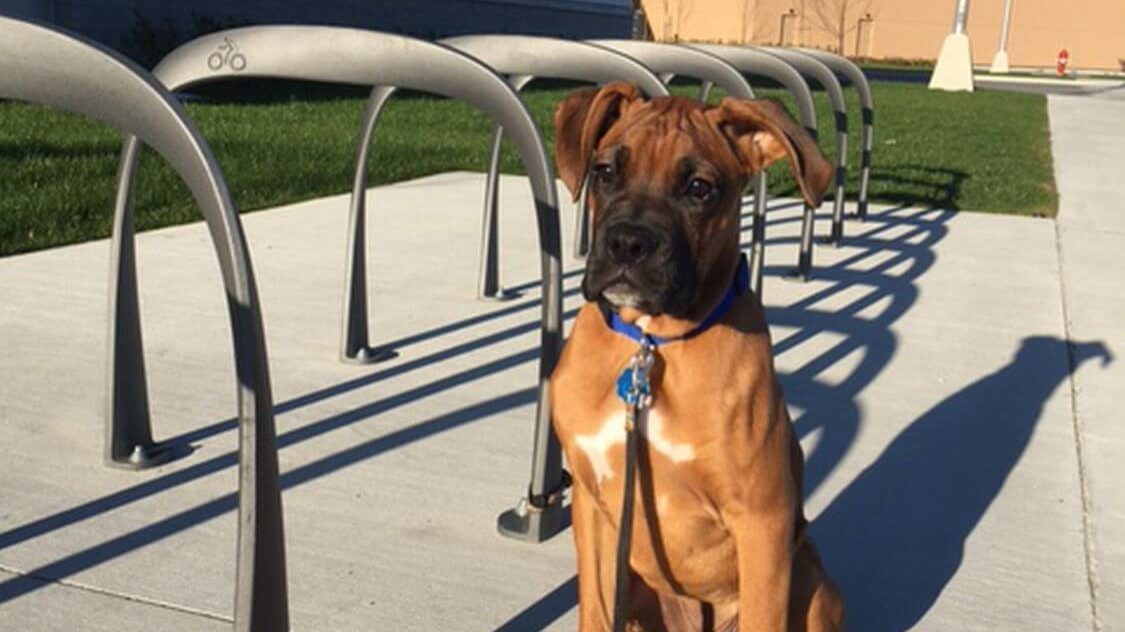 Boxer (Dog) beside bike racks