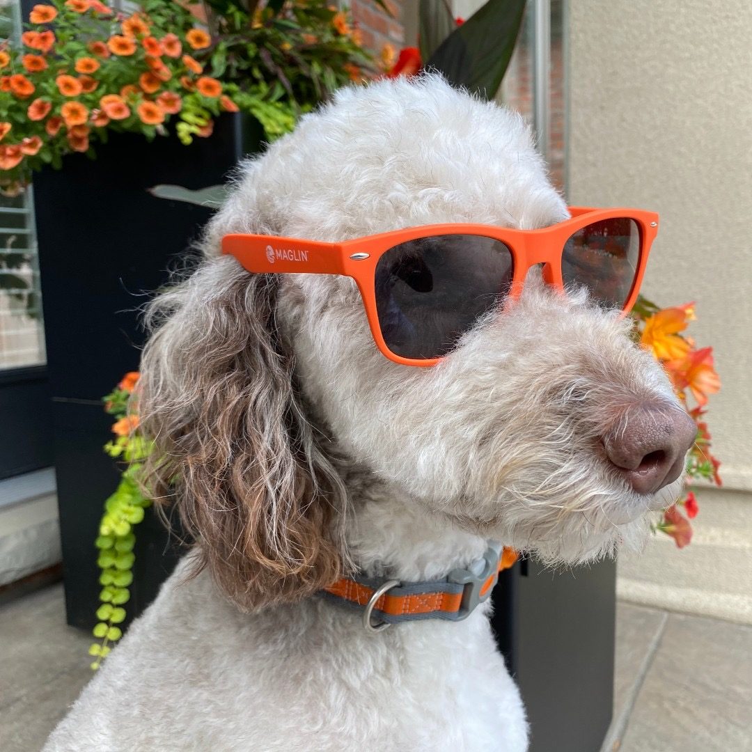 Dog wearing Orange Maglin Sunglasses