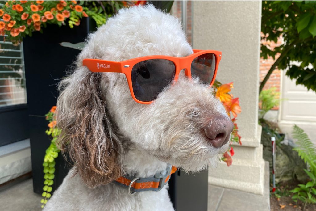 White dog wearing orange sunglasses