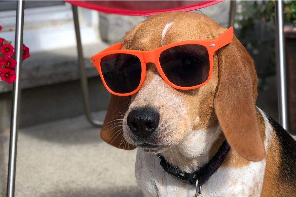 Beagle wearing orange sunglasses