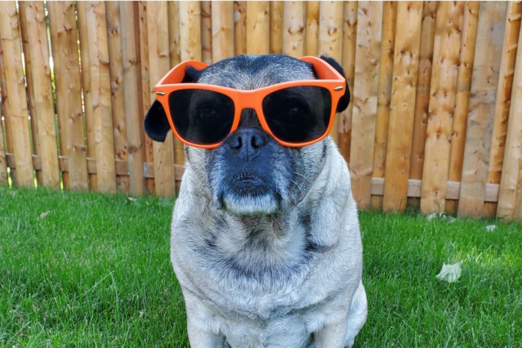 Pug wearing orange sunglasses sitting on lawn