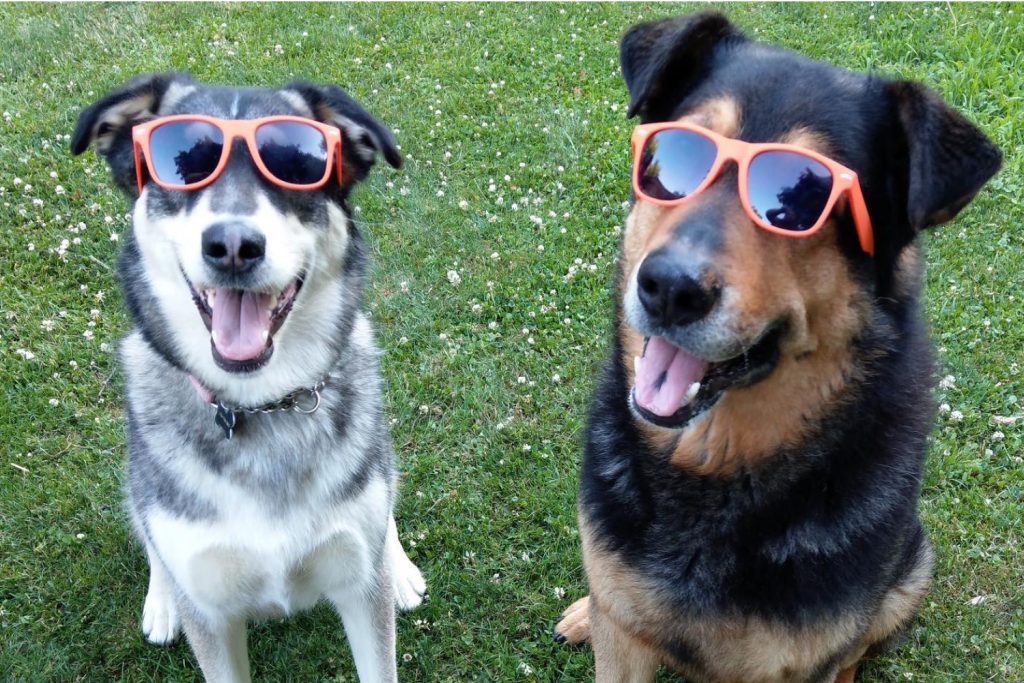 Dogs wearing orange sunglasses sitting on lawn